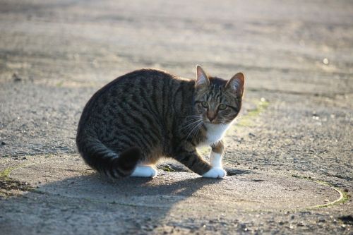 cat kitten mackerel