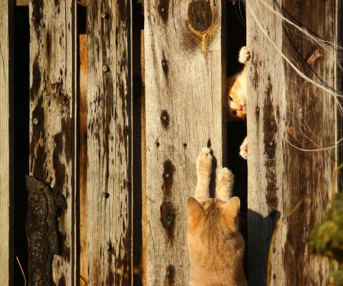 cat kitten wooden wall
