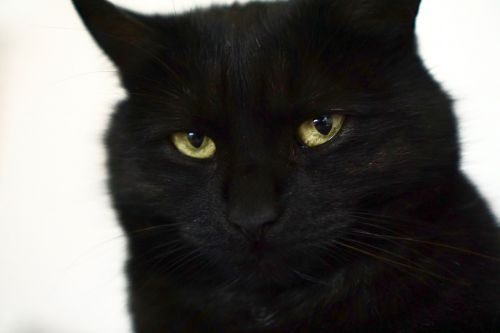 cat black portrait
