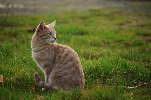 cat meadow kitten