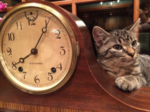 cat clock animal