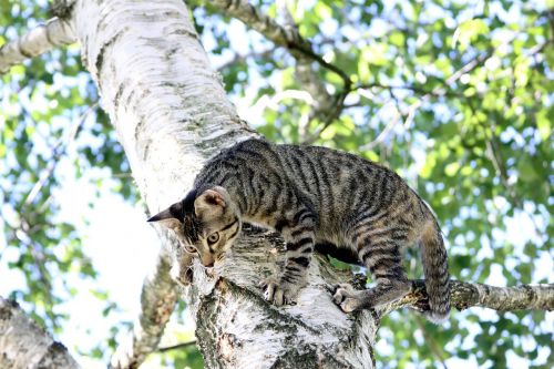 cat tree climbing