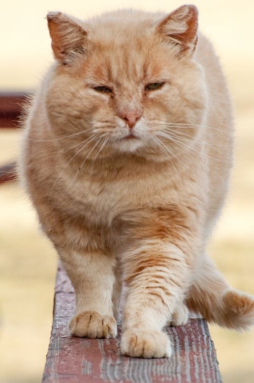 cat walking orange tabby