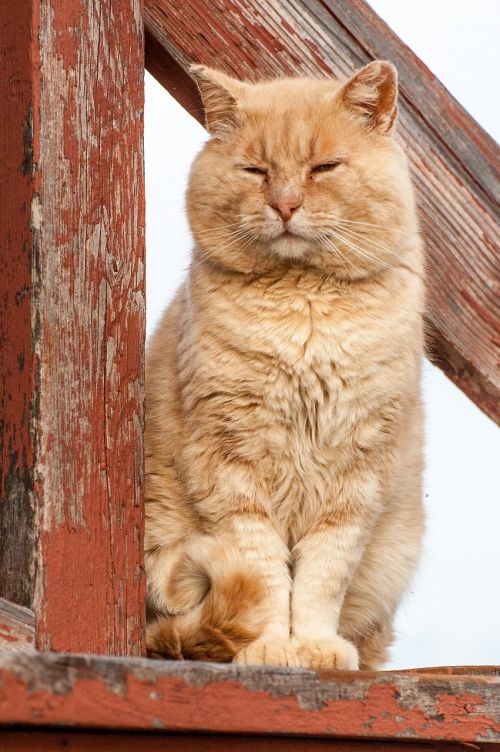cat sitting orange tabby