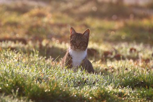 cat kitten morgentau