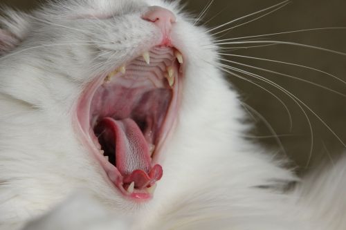 cat white yawn
