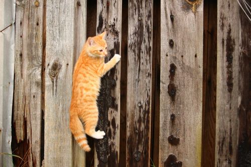 cat kitten climb