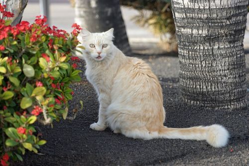 cat view kitten