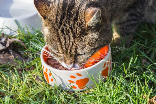 cat food bowl