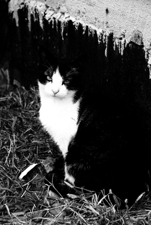cat black and white pet
