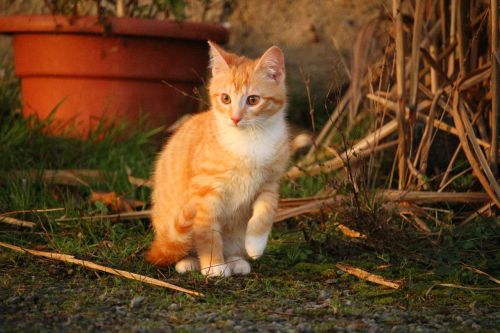 cat kitten red mackerel tabby