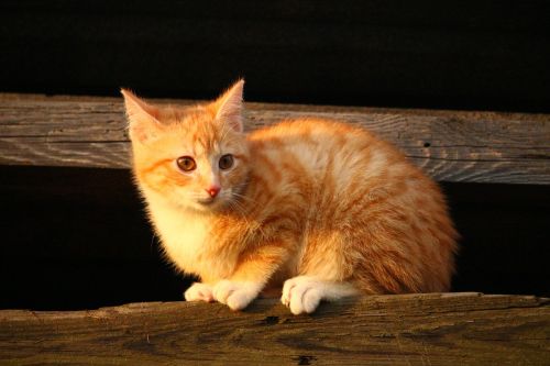 cat kitten red mackerel tabby