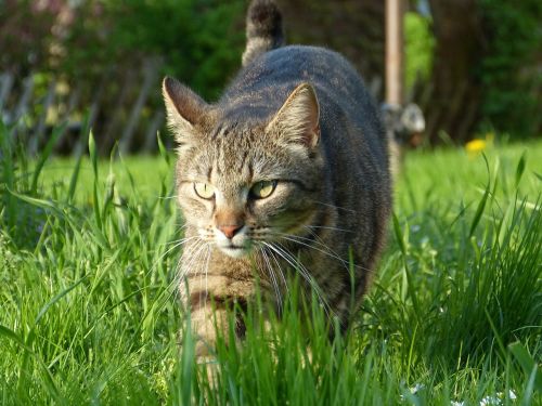 cat nature grass