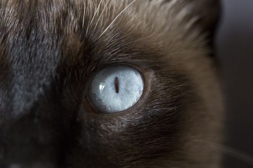 cat eyes œil