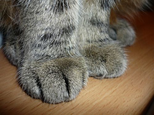 cat cat's paw paw print