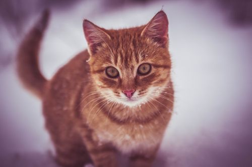 cat snow play