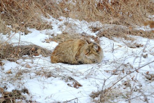 cat winter grass