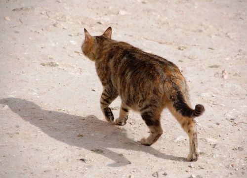 wandering cat tomcat