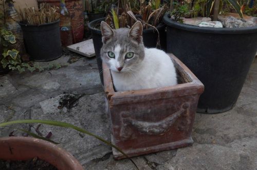 cat sitting flower pot
