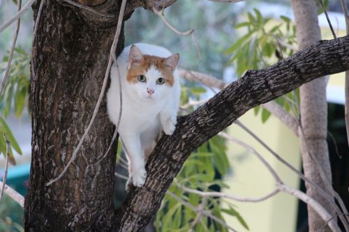 cat tree eyes