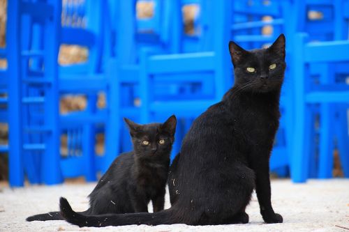 cat two black