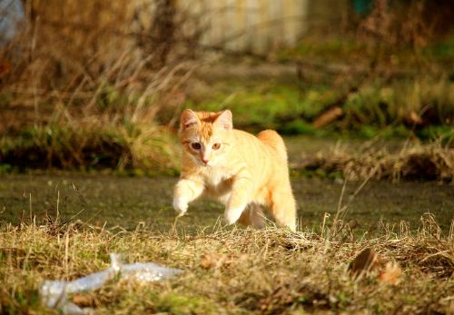 cat red mackerel tabby jump