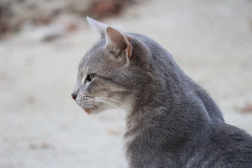 cat gray animal