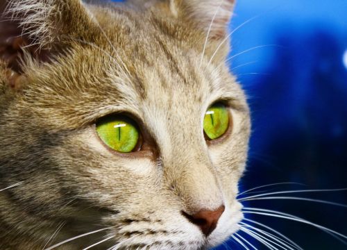 cat cat's eye mackerel