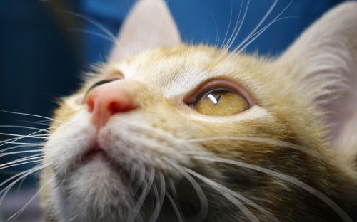 cat cat's eye mackerel