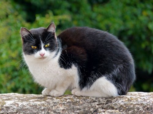 cat black and white rock