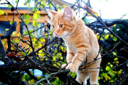 cat orange autumn