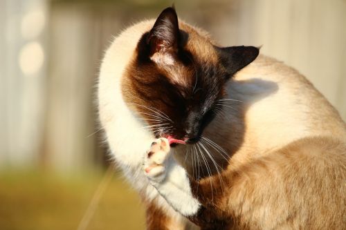 cat siamese cat clean