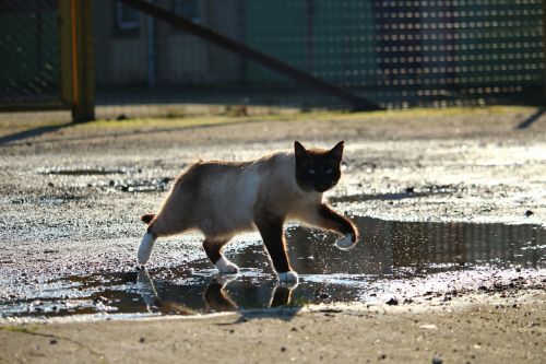 cat siamese cat siam