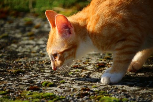 cat kitten mackerel