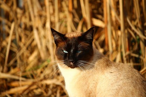 cat siamese cat siamese