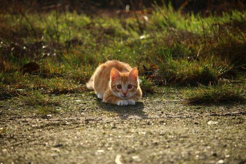 cat kitten red mackerel tabby