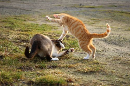 cat fight play