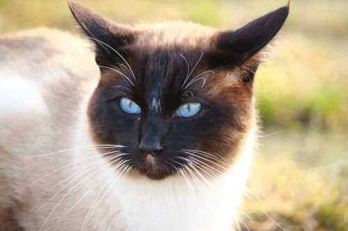 cat siamese cat siamese