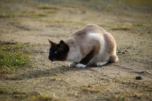 cat siamese cat siamese