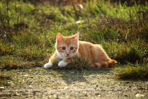 cat kitten red mackerel tabby