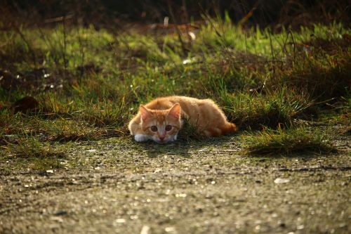 cat kitten red mackerel tabby