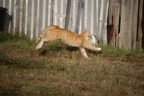 cat kitten red mackerel tabby