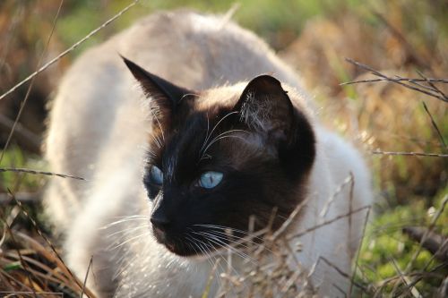 cat siamese cat siamese