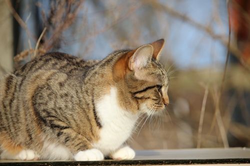 cat kitten young cat