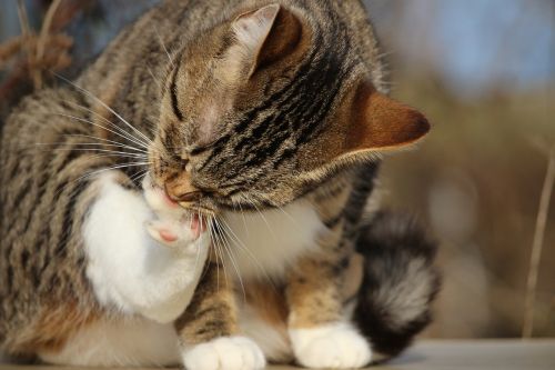 cat kitten mackerel