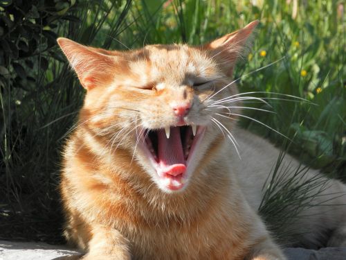cat yawn animal