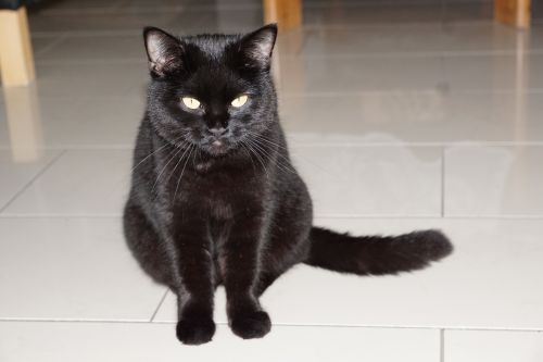 cat black sit