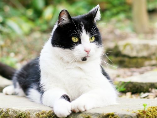 cat black and white pet