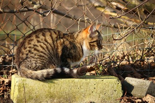 cat kitten mackerel