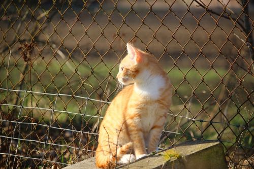 cat kitten mackerel